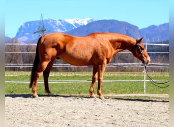 American Quarter Horse, Gelding, 16 years, 14.3 hh, Chestnut-Red