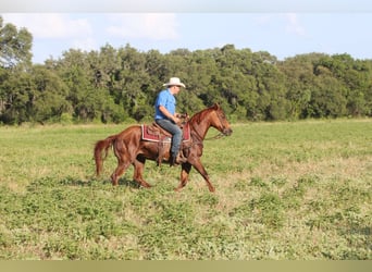 American Quarter Horse, Gelding, 16 years, 14.3 hh, Chestnut