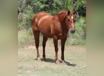 American Quarter Horse, Gelding, 16 years, 14.3 hh, Chestnut