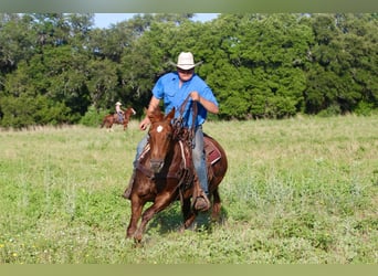 American Quarter Horse, Gelding, 16 years, 14.3 hh, Chestnut