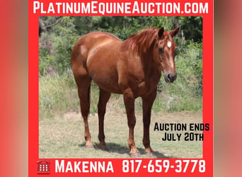 American Quarter Horse, Gelding, 16 years, 14.3 hh, Chestnut