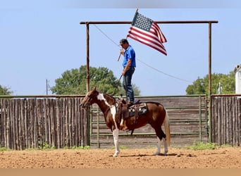 American Quarter Horse, Gelding, 16 years, 14.3 hh, Chestnut