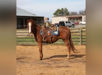 American Quarter Horse, Gelding, 16 years, 14,3 hh, Chestnut