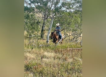 American Quarter Horse, Gelding, 16 years, 14 hh, Bay