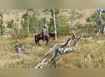 American Quarter Horse, Gelding, 16 years, 14 hh, Bay