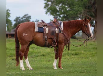 American Quarter Horse, Gelding, 16 years, 14 hh, Sorrel