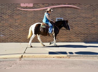American Quarter Horse, Gelding, 16 years, 14 hh, Tobiano-all-colors