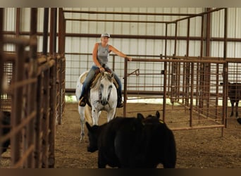 American Quarter Horse, Gelding, 16 years, 14,2 hh, Gray