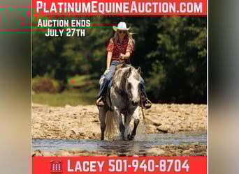 American Quarter Horse, Gelding, 16 years, 14,2 hh, Gray