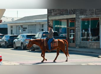 American Quarter Horse, Gelding, 16 years, 14,2 hh, Sorrel