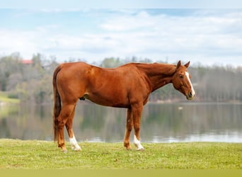 American Quarter Horse, Gelding, 16 years, 14,2 hh, Sorrel