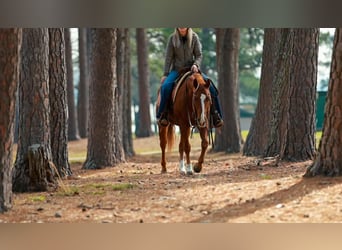 American Quarter Horse, Gelding, 16 years, 14,2 hh, Sorrel