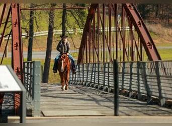American Quarter Horse, Gelding, 16 years, 14,2 hh, Sorrel