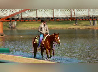American Quarter Horse, Gelding, 16 years, 14,2 hh, Sorrel