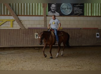 American Quarter Horse, Gelding, 16 years, 14,2 hh, Sorrel