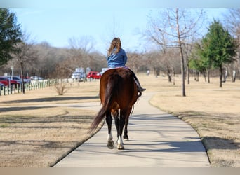 American Quarter Horse, Gelding, 16 years, 14,3 hh, Bay