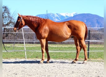 American Quarter Horse, Gelding, 16 years, 14,3 hh, Chestnut-Red