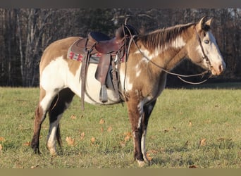American Quarter Horse, Gelding, 16 years, 14,3 hh, Overo-all-colors