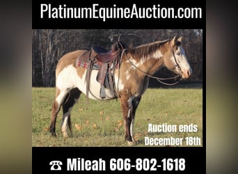 American Quarter Horse, Gelding, 16 years, 14,3 hh, Overo-all-colors