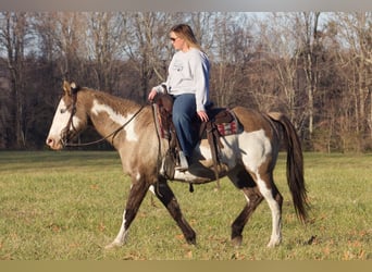 American Quarter Horse, Gelding, 16 years, 14,3 hh, Overo-all-colors