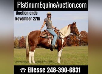 American Quarter Horse, Gelding, 16 years, 14,3 hh, Sorrel