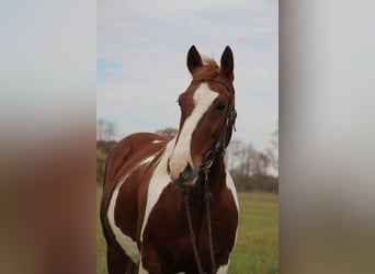 American Quarter Horse, Gelding, 16 years, 14,3 hh, Sorrel