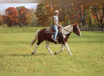 American Quarter Horse, Gelding, 16 years, 14,3 hh, Sorrel