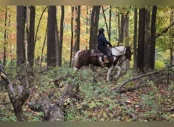 American Quarter Horse, Gelding, 16 years, 14,3 hh, Sorrel