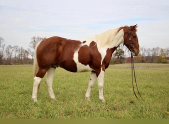 American Quarter Horse, Gelding, 16 years, 14,3 hh, Sorrel