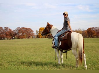 American Quarter Horse, Gelding, 16 years, 14,3 hh, Sorrel