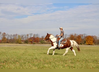 American Quarter Horse, Gelding, 16 years, 14,3 hh, Sorrel