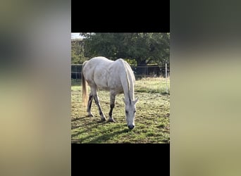 American Quarter Horse, Gelding, 16 years, 15.1 hh, Brown Falb mold