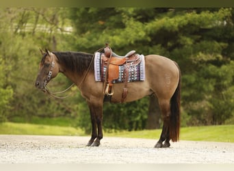American Quarter Horse, Gelding, 16 years, 15.1 hh, Grullo