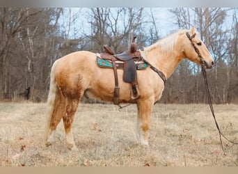 American Quarter Horse, Gelding, 16 years, 15.2 hh, Palomino