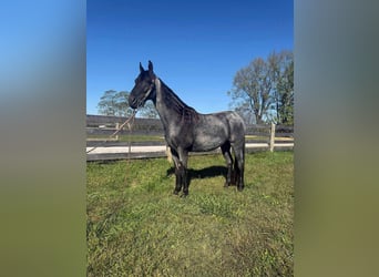 American Quarter Horse, Gelding, 16 years, 15.2 hh, Roan-Blue