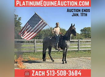 American Quarter Horse, Gelding, 16 years, 15.2 hh, Roan-Blue