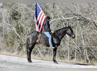 American Quarter Horse, Gelding, 16 years, 15,3 hh, Roan-Blue