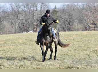 American Quarter Horse, Gelding, 16 years, 15,3 hh, Roan-Blue