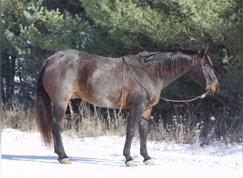 American Quarter Horse, Gelding, 16 years, 15,3 hh, Roan-Blue