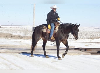 American Quarter Horse, Gelding, 16 years, 15,3 hh, Roan-Blue