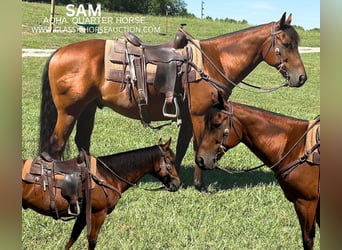 American Quarter Horse, Gelding, 16 years, 15 hh, Bay