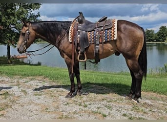 American Quarter Horse, Gelding, 16 years, 15 hh, Buckskin
