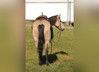 American Quarter Horse, Gelding, 16 years, 15 hh, Buckskin