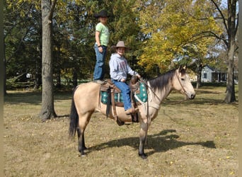 American Quarter Horse, Gelding, 16 years, 15 hh, Buckskin