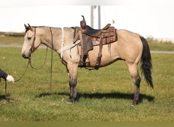 American Quarter Horse, Gelding, 16 years, 15 hh, Buckskin