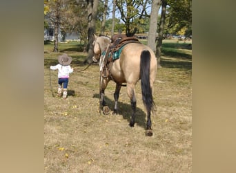 American Quarter Horse, Gelding, 16 years, 15 hh, Buckskin