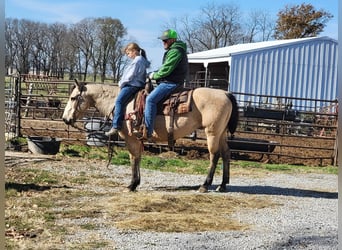 American Quarter Horse, Gelding, 16 years, 15 hh, Buckskin