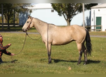 American Quarter Horse, Gelding, 16 years, 15 hh, Buckskin