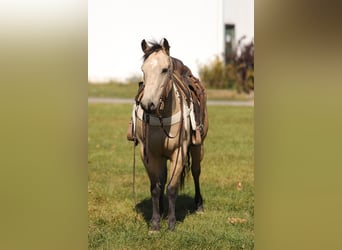 American Quarter Horse, Gelding, 16 years, 15 hh, Buckskin