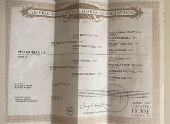 American Quarter Horse, Gelding, 16 years, 15 hh, Dun
